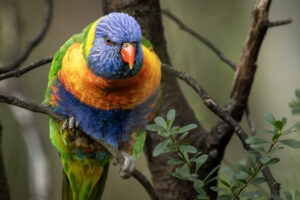 Australia_Rainbow-Lorikeet-M2A8298-1 Australia_Rainbow-Lorikeet-M2A8298-1
