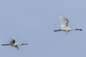 Australia_Royal-Spoonbill-M2A2439-1 Australia_Royal-Spoonbill-M2A2439-1