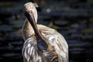 Australia_Royal-Spoonbill-M2A4511-1 Australia_Royal-Spoonbill-M2A4511-1