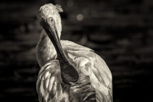 Australia_Royal-Spoonbill-toned-M2A4511-1