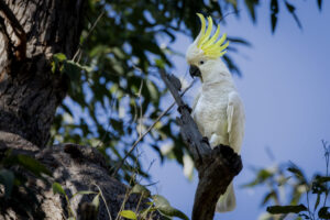 Australia_Sulphur-Crested-Cockatoo-M2A0279-1 Australia_Sulphur-Crested-Cockatoo-M2A0279-1