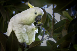 Australia_Sulphur-Crested-Cockatoo-M2A6175-1 Australia_Sulphur-Crested-Cockatoo-M2A6175-1