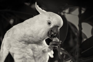 Australia_Sulphur-Crested-Cockatoo-M2A6175-Toned