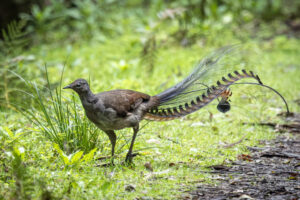 Australia_Superb-Lyrebird-M2A2583-1 Australia_Superb-Lyrebird-M2A2583-1