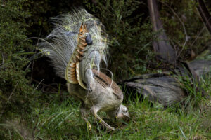 Australia_Superb-Lyrebird-M2A2647-1 Australia_Superb-Lyrebird-M2A2647-1