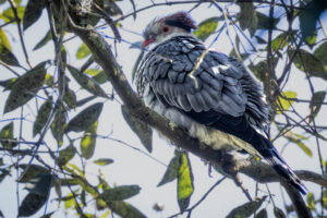 Australia_Topknot-pigeon-M2A0666-1 Australia_Topknot-pigeon-M2A0666-1