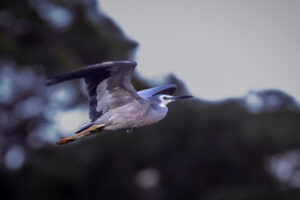 Australia_White-Faced-Heron-M2A2319-1 Australia_White-Faced-Heron-M2A2319-1