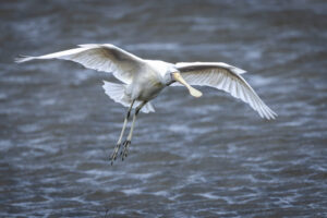 Australia_Yellow-Billed-Spoonbill-M2A3416-1 Australia_Yellow-Billed-Spoonbill-M2A3416-1