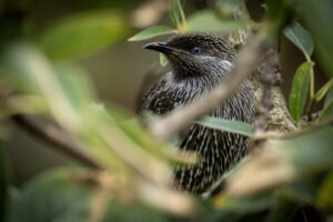 Australia_little-wattlebird-M2A1499-1 Australia_little-wattlebird-M2A1499-1