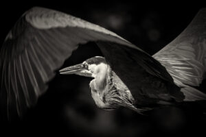 Blue-Heron-Cent-Pk_M2A0713-Toned Blue-Heron-Cent-Pk_M2A0713-Toned